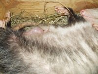 virginaopossum6babies.jpg