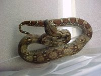 snake #1.jpg