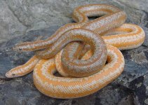 Albino and San Gabe.jpg