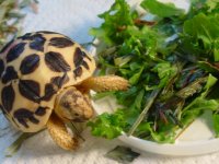veggie tast test.jpg