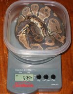 052804fbpweight.jpg