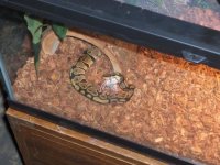 fluffy eating 1.jpg