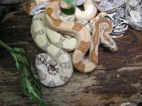 hypoalbinoaneryghostindoors 052.jpg