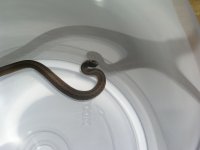 snake.jpg