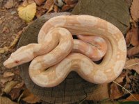 albino  hypo 008.jpg