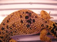 sally fungus1.jpg