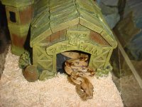 toadbarn3.jpg