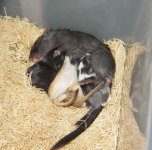 Gerbils.jpg