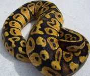 tmt 04 pastel male 2.jpg
