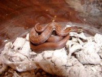 house snake ma 2.jpg