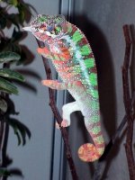 male ambilobe blue bar 001.jpg