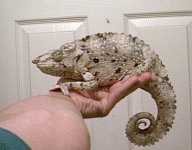 melleri17inch.jpg
