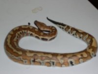 bloodpython.jpg