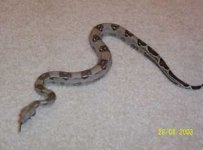 redtail.jpg