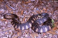 Southern Watersnake.JPG