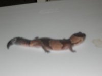 fattail.jpg