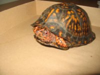 Eastern Box 003.jpg