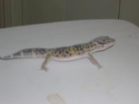 leogecko.jpg