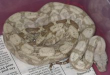 hogg female - 02052003.jpg