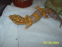 geckos 006.jpg