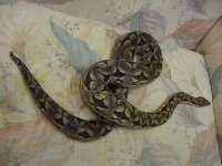 fauna0207c.jpg