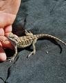 beardie1.jpg