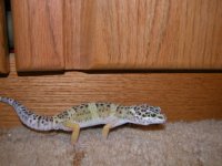 gex2.jpg