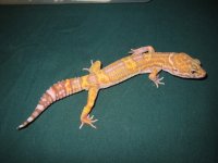 satsuma19.jpg