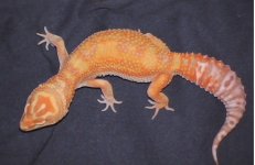 new jungle 029.jpg