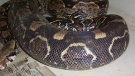 boa 001.jpg