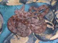 06 pasthoggs&Irian jaya 012.jpg