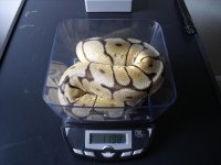 snakes for sale 001.jpg