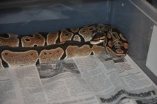 pastel parents and babies 002.jpg