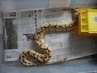 snakes for sale 002.jpg