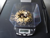 snakes for sale 006.jpg