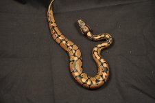 pastel parents and babies 003.jpg