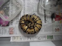 snakes for sale 005.jpg