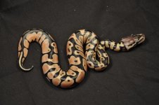 pastel parents and babies 006.jpg