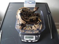 snakes for sale 004.jpg