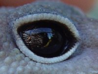 blizz rt eye.jpg