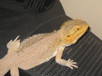 yellow2.jpg