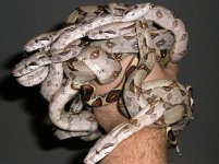 boas, boas, boas.JPG