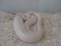 Gravid snow 1.JPG