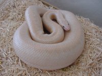 Gravid snow 4.JPG