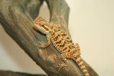 firetigerleatherf6.jpg