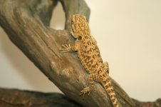 firetigerm6.jpg