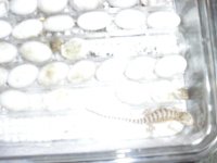 lid on, dragon clutch.jpg