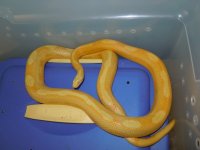 Snakes 8-23-2010 006.jpg