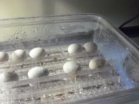 pilbara rock eggs (2).jpg