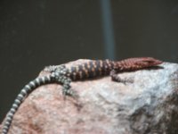 pilbara hatched in sim.jpg